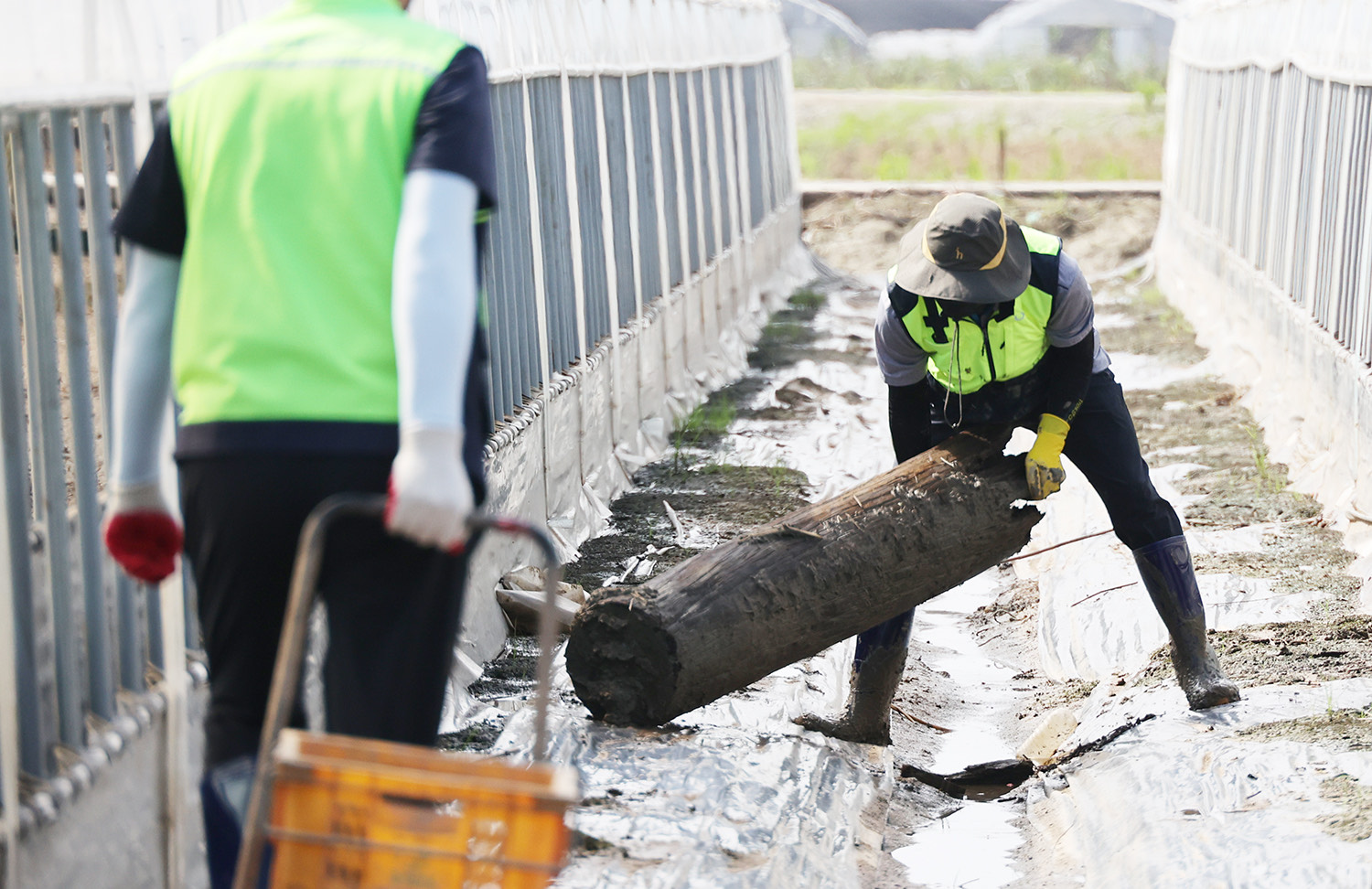 

	
		
		
			LX한국국토정보공사 임직원들이 7월26일 익산시 용안면 일대 비닐하우스 등을 찾아 수해로 파손된 비닐하우스 내 폐기 농작물·자재 등을 수거하는 자원봉사를 했다.
		
	
	